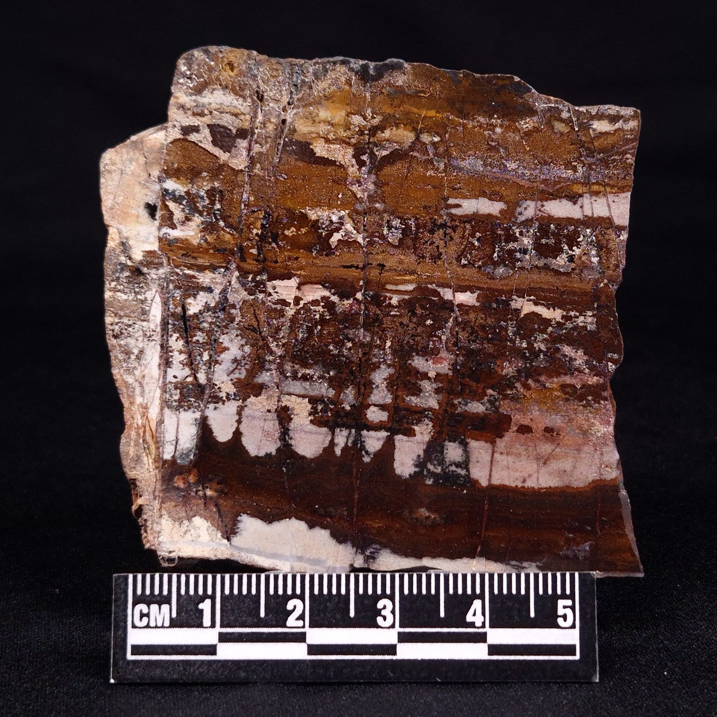 STROMATOLITE, Jerrinah Formation, Proterozoic, Australia ZJF055