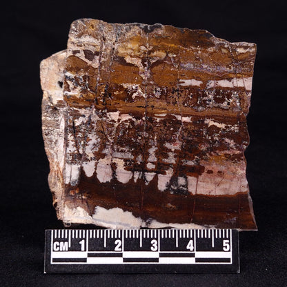 STROMATOLITE, Jerrinah Formation, Proterozoic, Australia ZJF055