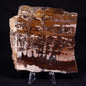 STROMATOLITE, Jerrinah Formation, Proterozoic, Australia ZJF055