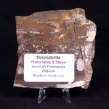 STROMATOLITE, Jerrinah Formation, Proterozoic, Australia ZJF055