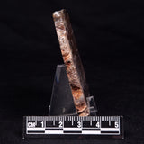 STROMATOLITE, Jerrinah Formation, Proterozoic, Australia ZJF055