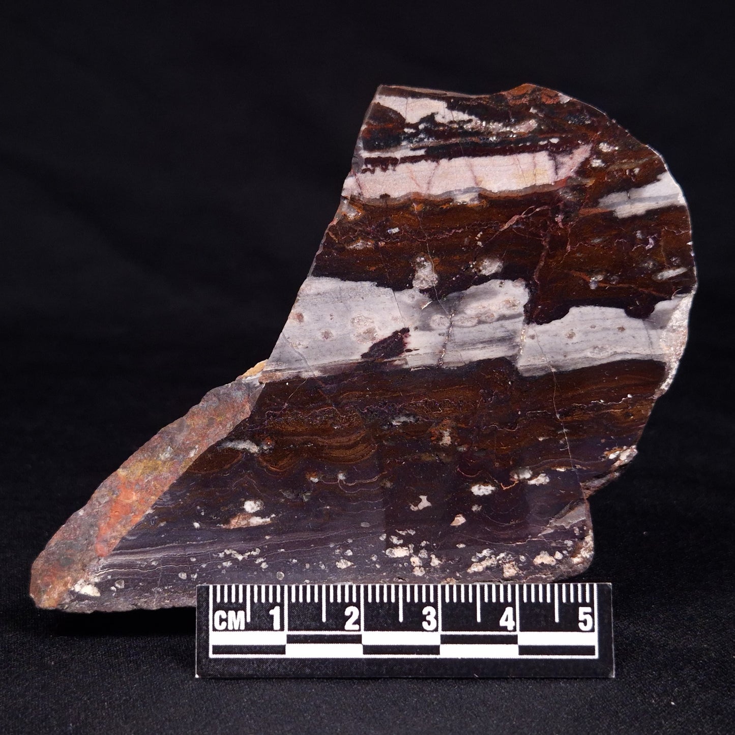 STROMATOLITE, Jerrinah Formation, Proterozoic, Australia ZJF056