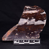 STROMATOLITE, Jerrinah Formation, Proterozoic, Australia ZJF056