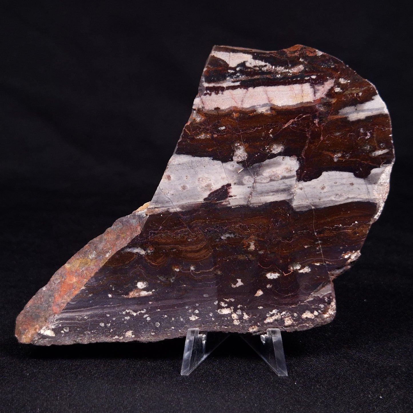 STROMATOLITE, Jerrinah Formation, Proterozoic, Australia ZJF056
