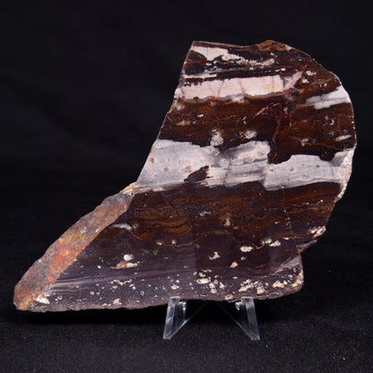 STROMATOLITE, Jerrinah Formation, Proterozoic, Australia ZJF056