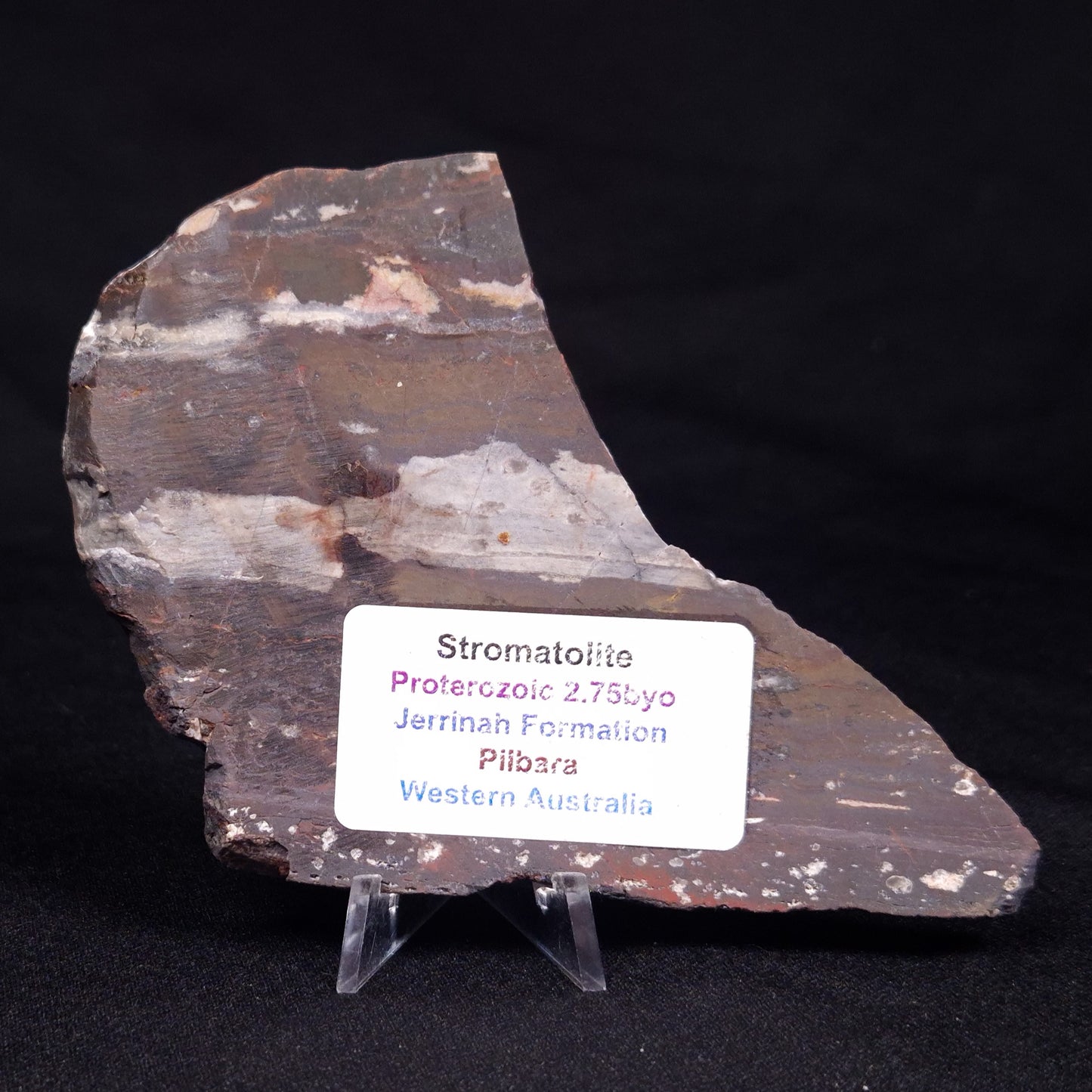 STROMATOLITE, Jerrinah Formation, Proterozoic, Australia ZJF056
