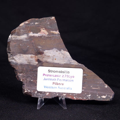 STROMATOLITE, Jerrinah Formation, Proterozoic, Australia ZJF056