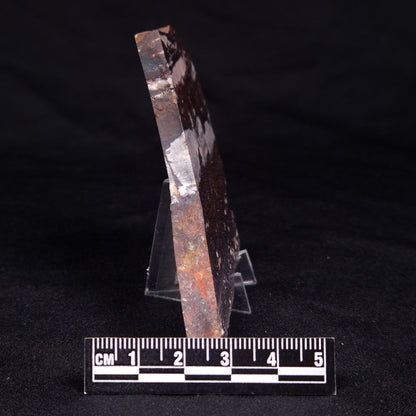 STROMATOLITE, Jerrinah Formation, Proterozoic, Australia ZJF056
