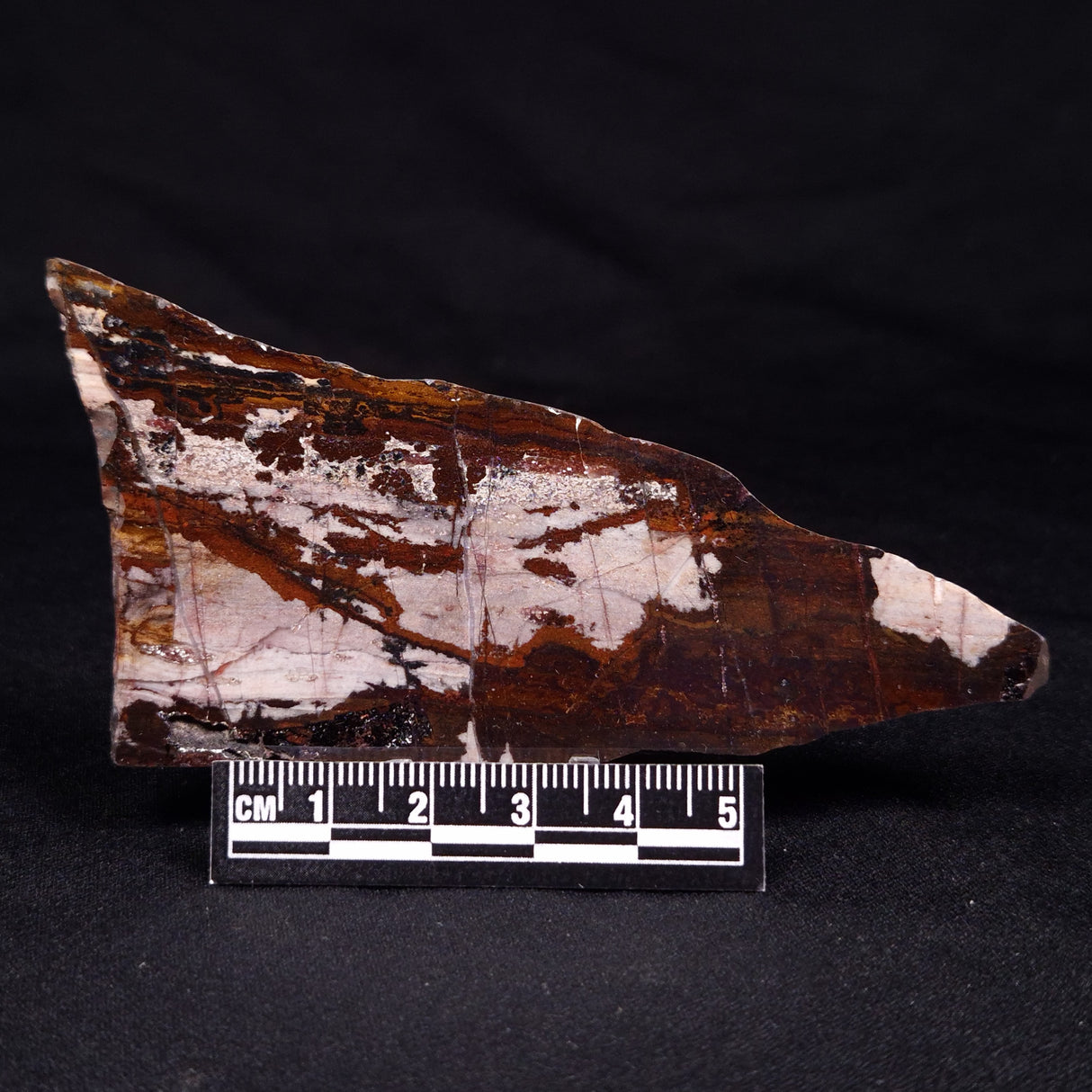 STROMATOLITE, Jerrinah Formation, Proterozoic, Australia ZJF057