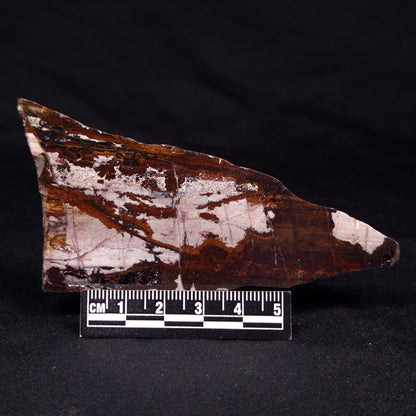 STROMATOLITE, Jerrinah Formation, Proterozoic, Australia ZJF057