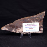 STROMATOLITE, Jerrinah Formation, Proterozoic, Australia ZJF057