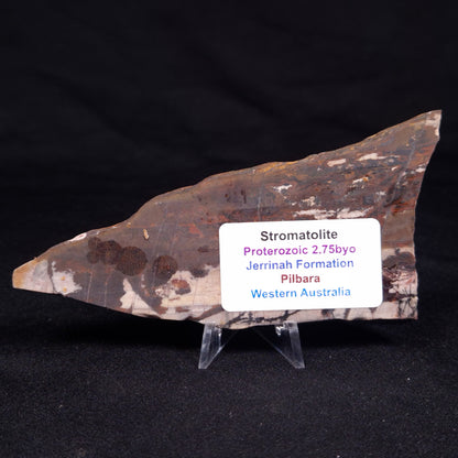 STROMATOLITE, Jerrinah Formation, Proterozoic, Australia ZJF057