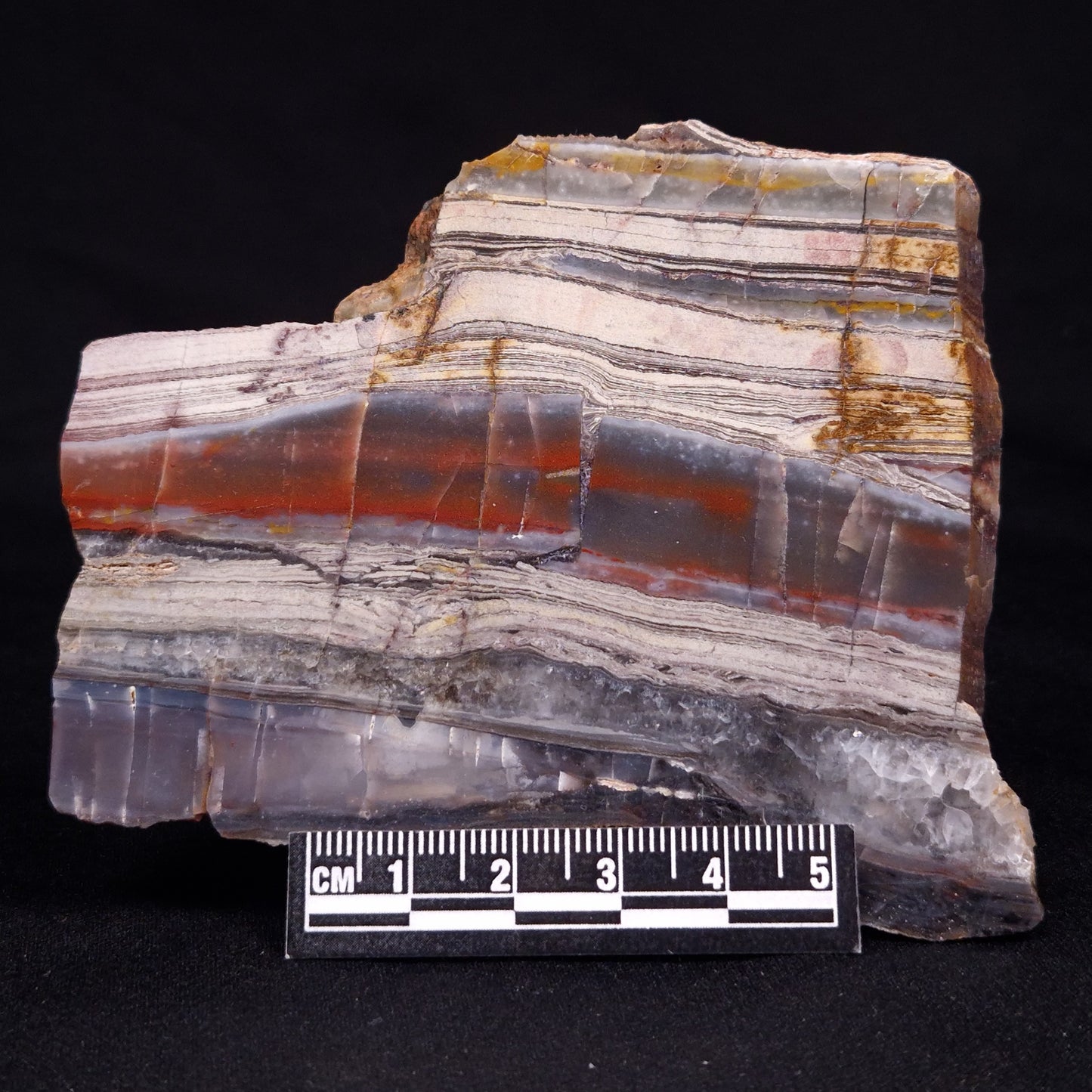 STROMATOLITE, Jerrinah Formation, Proterozoic, Australia ZJF059
