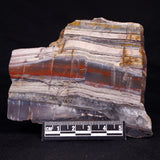 STROMATOLITE, Jerrinah Formation, Proterozoic, Australia ZJF059