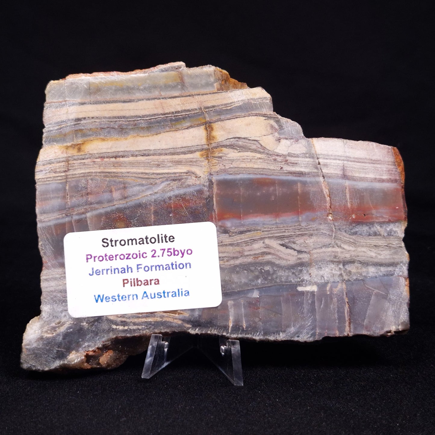 STROMATOLITE, Jerrinah Formation, Proterozoic, Australia ZJF059