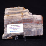 STROMATOLITE, Jerrinah Formation, Proterozoic, Australia ZJF059