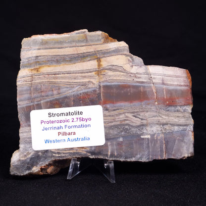 STROMATOLITE, Jerrinah Formation, Proterozoic, Australia ZJF059