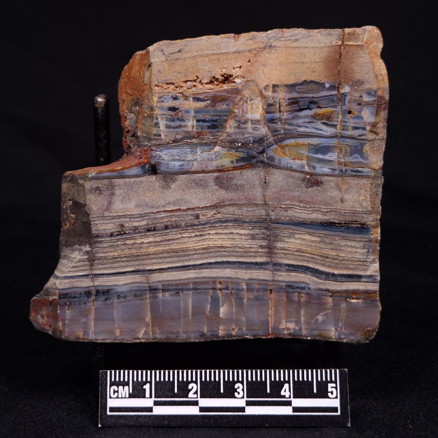 STROMATOLITE, Jerrinah Formation, Proterozoic, Australia ZJF060