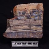 STROMATOLITE, Jerrinah Formation, Proterozoic, Australia ZJF060
