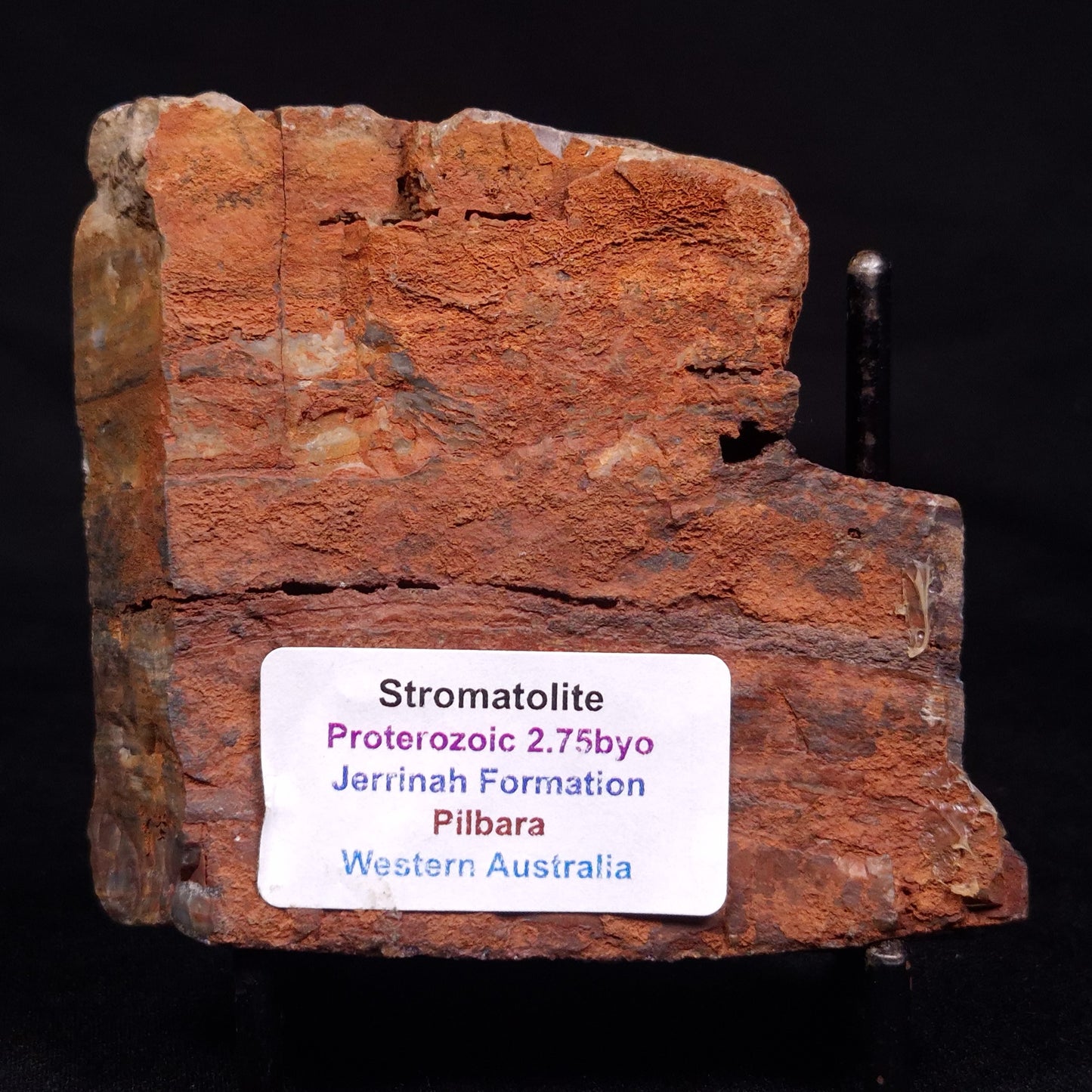 STROMATOLITE, Jerrinah Formation, Proterozoic, Australia ZJF060