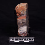 STROMATOLITE, Jerrinah Formation, Proterozoic, Australia ZJF060