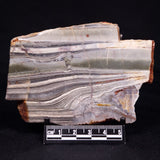STROMATOLITE, Jerrinah Formation, Proterozoic, Australia ZJF061