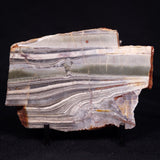 STROMATOLITE, Jerrinah Formation, Proterozoic, Australia ZJF061