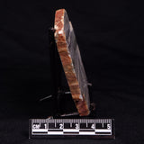STROMATOLITE, Jerrinah Formation, Proterozoic, Australia ZJF061
