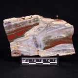 STROMATOLITE, Jerrinah Formation, Proterozoic, Australia ZJF062