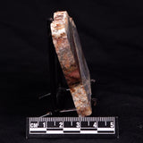 STROMATOLITE, Jerrinah Formation, Proterozoic, Australia ZJF062