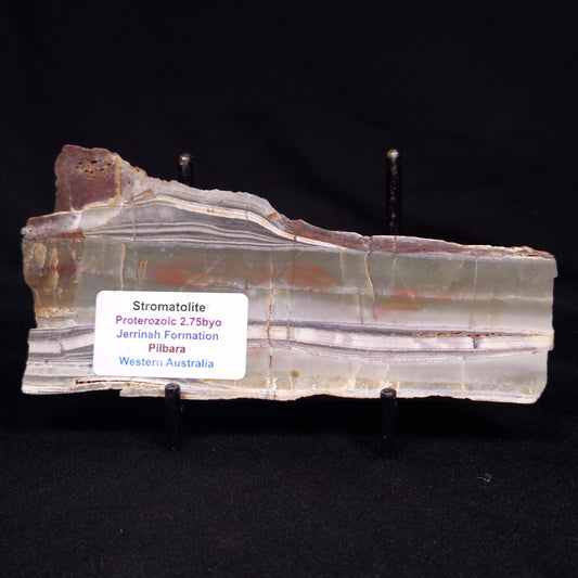 STROMATOLITE, Jerrinah Formation, Proterozoic, Australia ZJF063