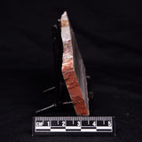 STROMATOLITE, Jerrinah Formation, Proterozoic, Australia ZJF063