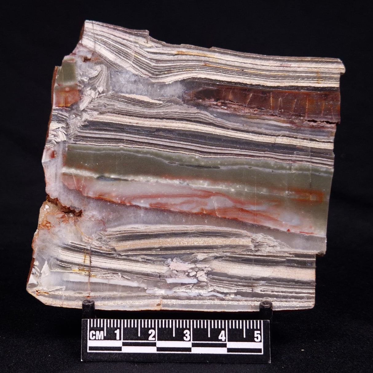 STROMATOLITE, Jerrinah Formation, Proterozoic, Australia ZJF065