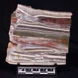 STROMATOLITE, Jerrinah Formation, Proterozoic, Australia ZJF065
