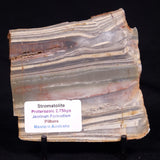 STROMATOLITE, Jerrinah Formation, Proterozoic, Australia ZJF065