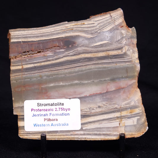 STROMATOLITE, Jerrinah Formation, Proterozoic, Australia ZJF065