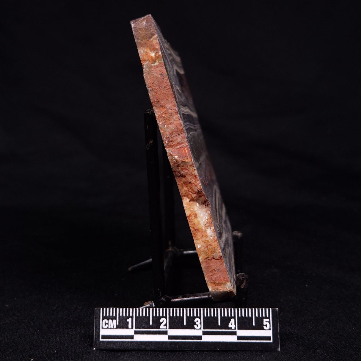 STROMATOLITE, Jerrinah Formation, Proterozoic, Australia ZJF065