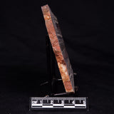 STROMATOLITE, Jerrinah Formation, Proterozoic, Australia ZJF065