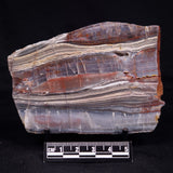 STROMATOLITE, Jerrinah Formation, Proterozoic, Australia ZJF067