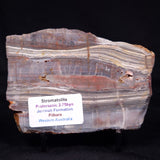 STROMATOLITE, Jerrinah Formation, Proterozoic, Australia ZJF067