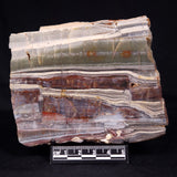 STROMATOLITE, Jerrinah Formation, Proterozoic, Australia ZJF070
