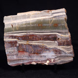 STROMATOLITE, Jerrinah Formation, Proterozoic, Australia ZJF070
