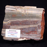 STROMATOLITE, Jerrinah Formation, Proterozoic, Australia ZJF070