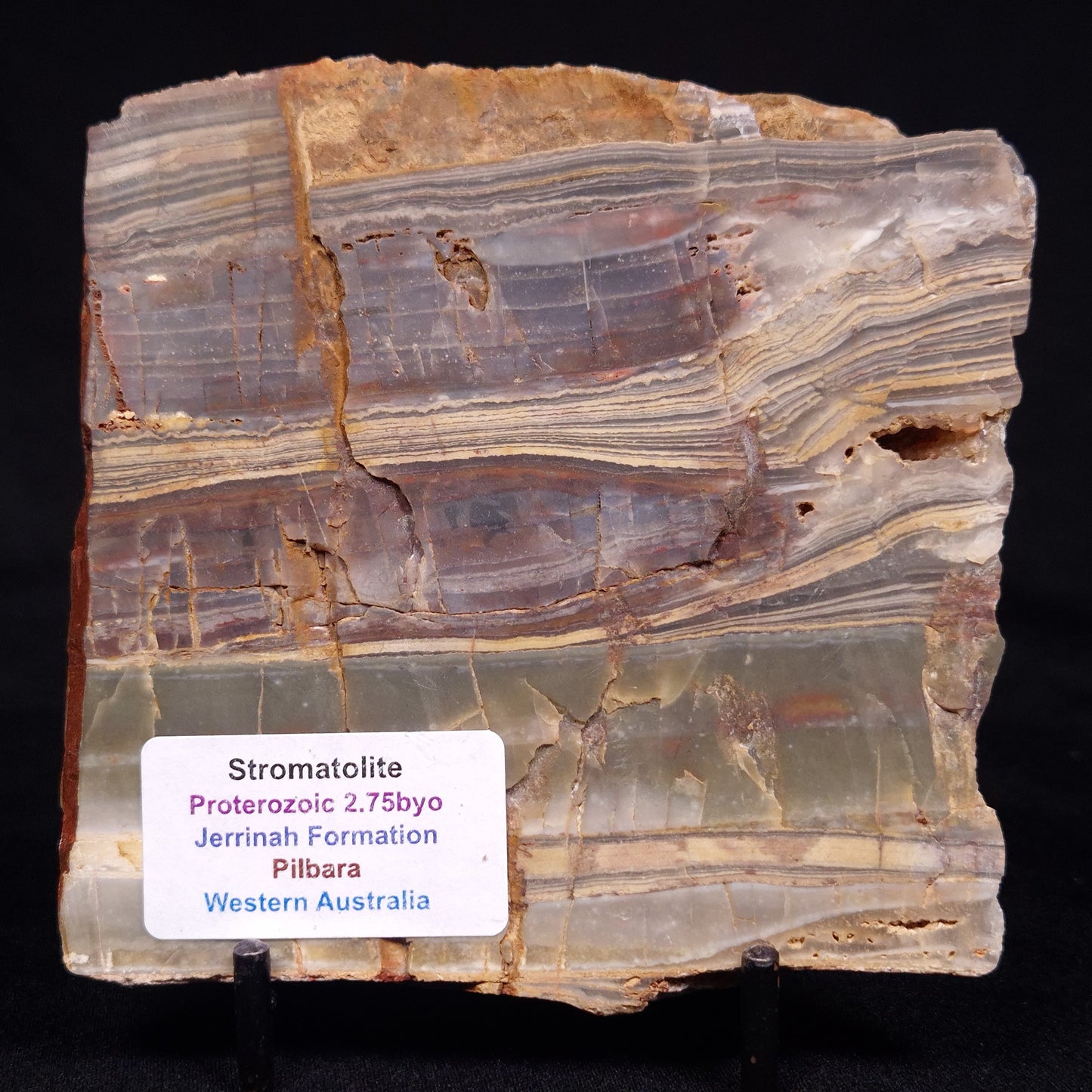 STROMATOLITE, Jerrinah Formation, Proterozoic, Australia ZJF073