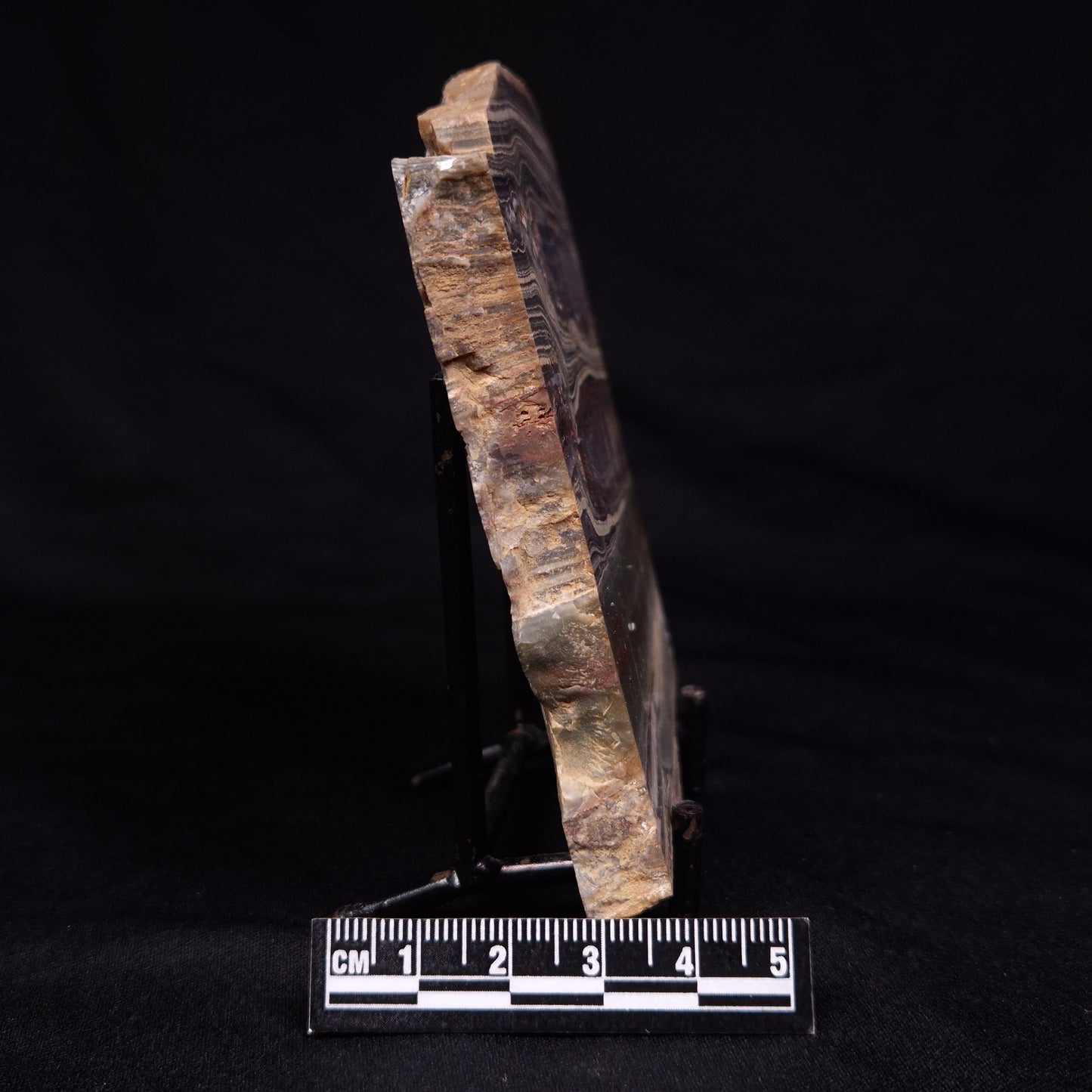 STROMATOLITE, Jerrinah Formation, Proterozoic, Australia ZJF073