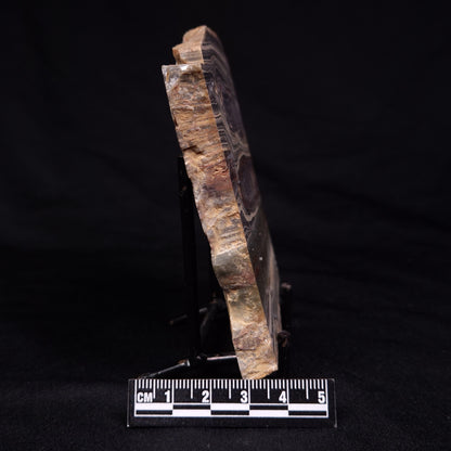STROMATOLITE, Jerrinah Formation, Proterozoic, Australia ZJF073