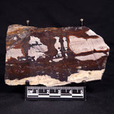 STROMATOLITE, Jerrinah Formation, Proterozoic, Australia ZJF074