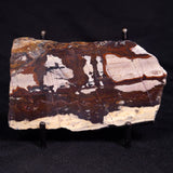 STROMATOLITE, Jerrinah Formation, Proterozoic, Australia ZJF074