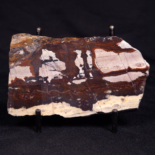 STROMATOLITE, Jerrinah Formation, Proterozoic, Australia ZJF074