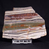 STROMATOLITE, Jerrinah Formation, Proterozoic, Australia ZJF077